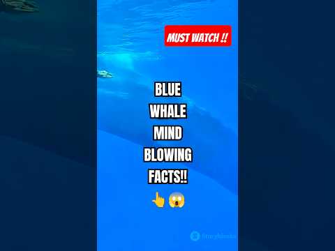 Did you know a blue whale's heart can weigh as much as a small car?! 😱 #shorts #youtubeshorts #facts