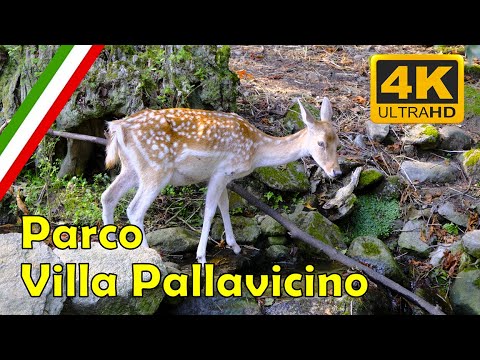Parco di Villa Pallavicino 🌿🐾 | Stresa e Lago Maggiore 4K 🌊🌸