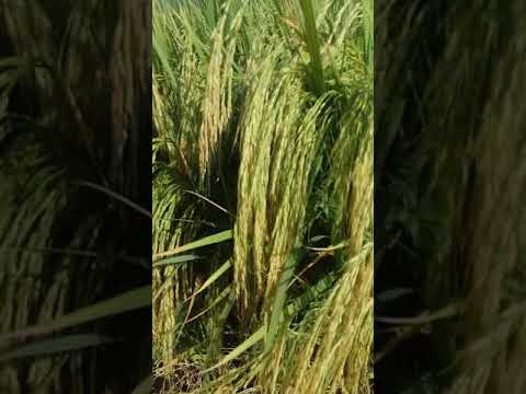 Showing pusa rice variety