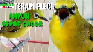 Download lagu TERAPI PLECI SUARA AIR MENGALIR 100% MEMPERCEPAT PLECI BUKA PARUH DAN GACOR !!@burungsultantop mp3