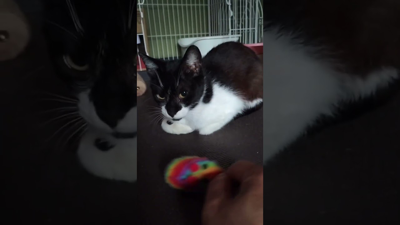 シャー猫からの変身 #下関市 #保護猫 #里親募集中 #かすみ