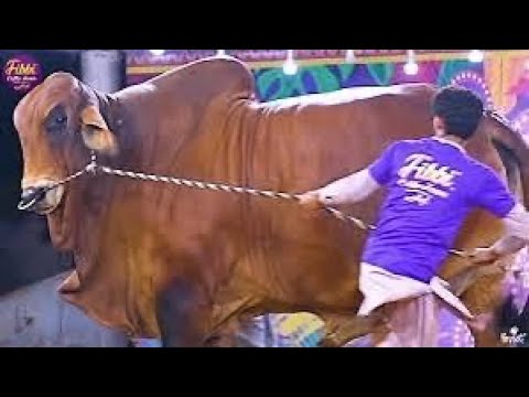 Fibbi cattle ky janwar | sultan e azaam 🤩♥️ | bhola urf badshah | dilpasand sweets ki cow |