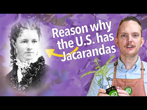 The UNTOLD story of the Jacaranda Tree in the U.S.
