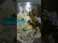 Masakan Yg Nagih Banget Resep Opor Mamasuka