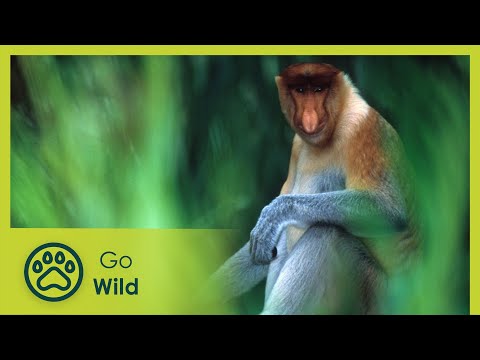 image-What is a proboscis monkey called?