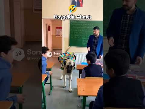 Derse Giren Köpek 😲😱