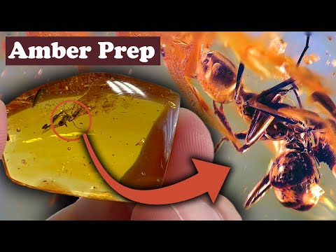Exposing ancient ant in amber
