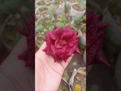 Black Rose: A Burst of Floral Beauty #nature #flowers #trending #shorts #video