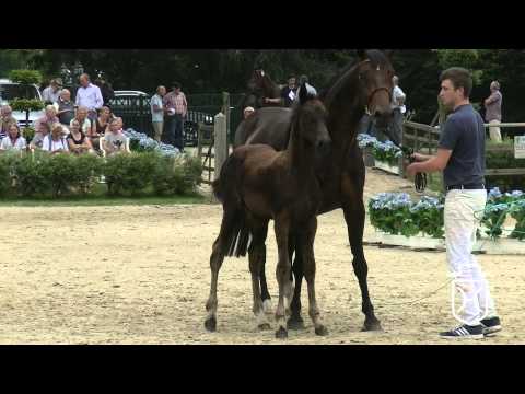 RD025 Hengstfohlen von Darcodello   Singulord Joter   Capitol I Apple Geräte HD Höchste Qualität