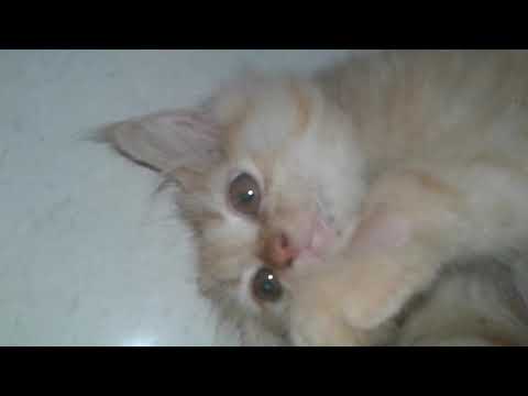 Sarthak ki pershain cat