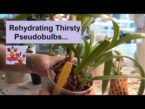 , title : 'How to Rehydrate Thirsty Orchid Pseudobulbs | Orchid Soak for Dehydrated Plant | Dry Orchid Revival