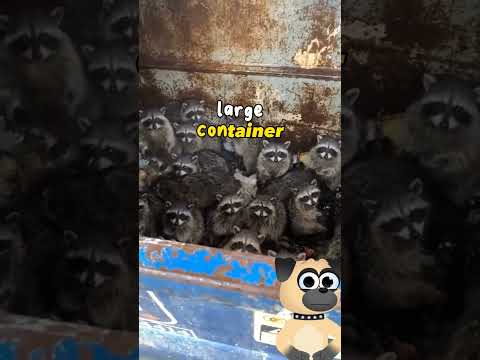 numerous raccoons are in garbage bin #racoon #cuteanimals #animals #funny #wildanimal #shorts