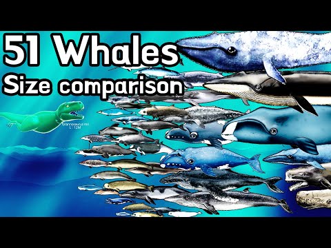 whale Size comparison With T rex