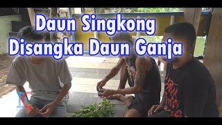 Download lagu Daun Singkong Disangka Daun Ganja mp3 Download lagu Daun Singkong Disangka Daun Ganja mp3