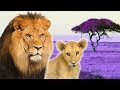 Big Cats For Kids Animals For Kids Lion Tiger Leopard Jaguar And More