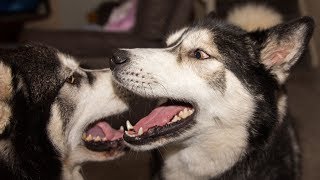 Husky/Malamute Shocked To Hear Best Friend Is Coming To Play