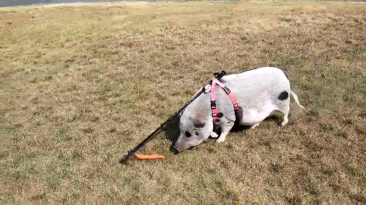 pig to exercise, may we suggest the carrot on the stick method!