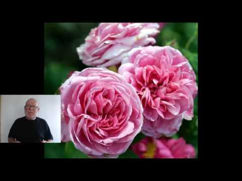 download lagu mp3 mp4 Austin Roser, download lagu Austin Roser gratis, unduh video klip Austin Roser