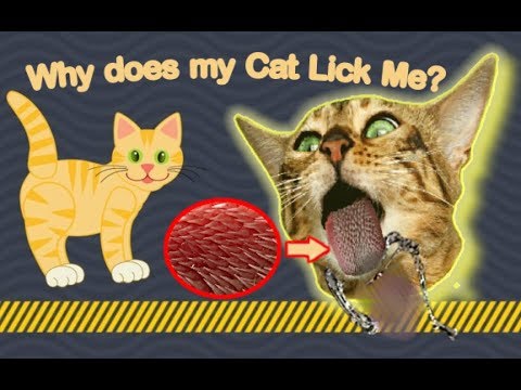 Bengal Cats React To : Why Does My Cat Lick Me? (2019) - Ep.25