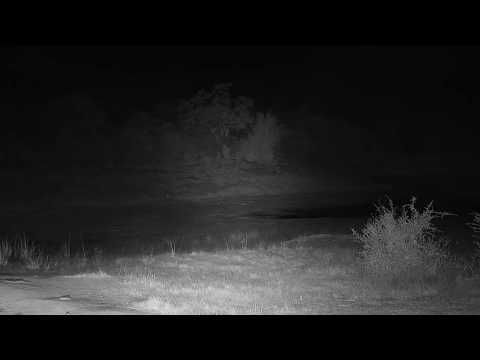 Djuma: Vervet Monkeys start alarming-while Hosana still sleeping - 01:47 - 05/31/19