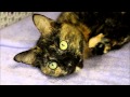 Meet Cammy The Cat
