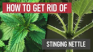How to Get Rid of Stinging Nettle [Weed Management]