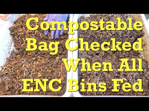 ENC worm bins fed after 10 days & all found to be quite damp - vermicompost