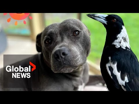 Molly the magpie reunites with “best friend” dog after public outcry