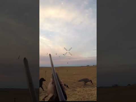 Sandhill Cranes Down! #birdhunting