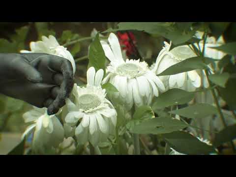 עידן מלכיור