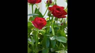 tiempo de amor jose luis perales