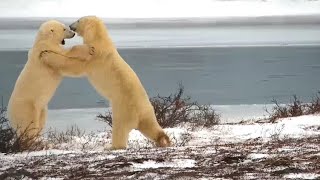 Two playing polar bears! -  PBI Polar bear Season 2022