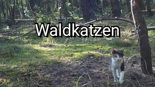 Waldkatzen