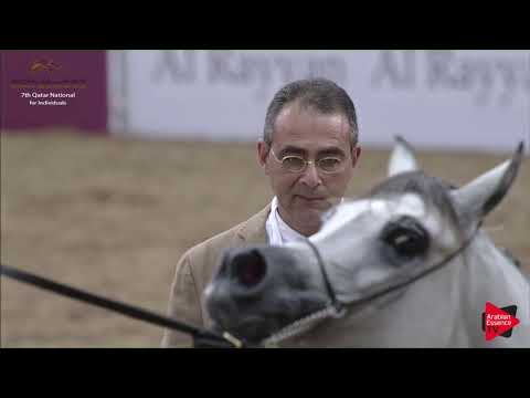 N.84 NAJLA UMM ALUDHAM - 2019 Qatar Individuals - Fillies 2 Years Old (Class 2C)