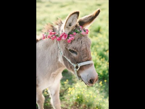 Domingo, veo, veo como un detective de animales. Los burros
