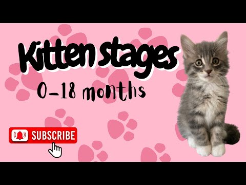 All about kittens: kitten milestones!