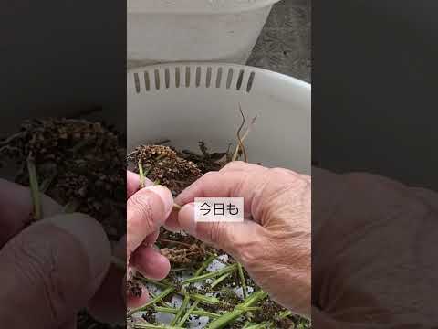 plantes-balcon-succulentes-aloès plantes balcon