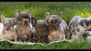 Video preview image #1 French Bulldog Puppy For Sale in RONKS, PA, USA