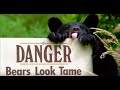 Should We Feed Bears Bear Crimes BBC Earth