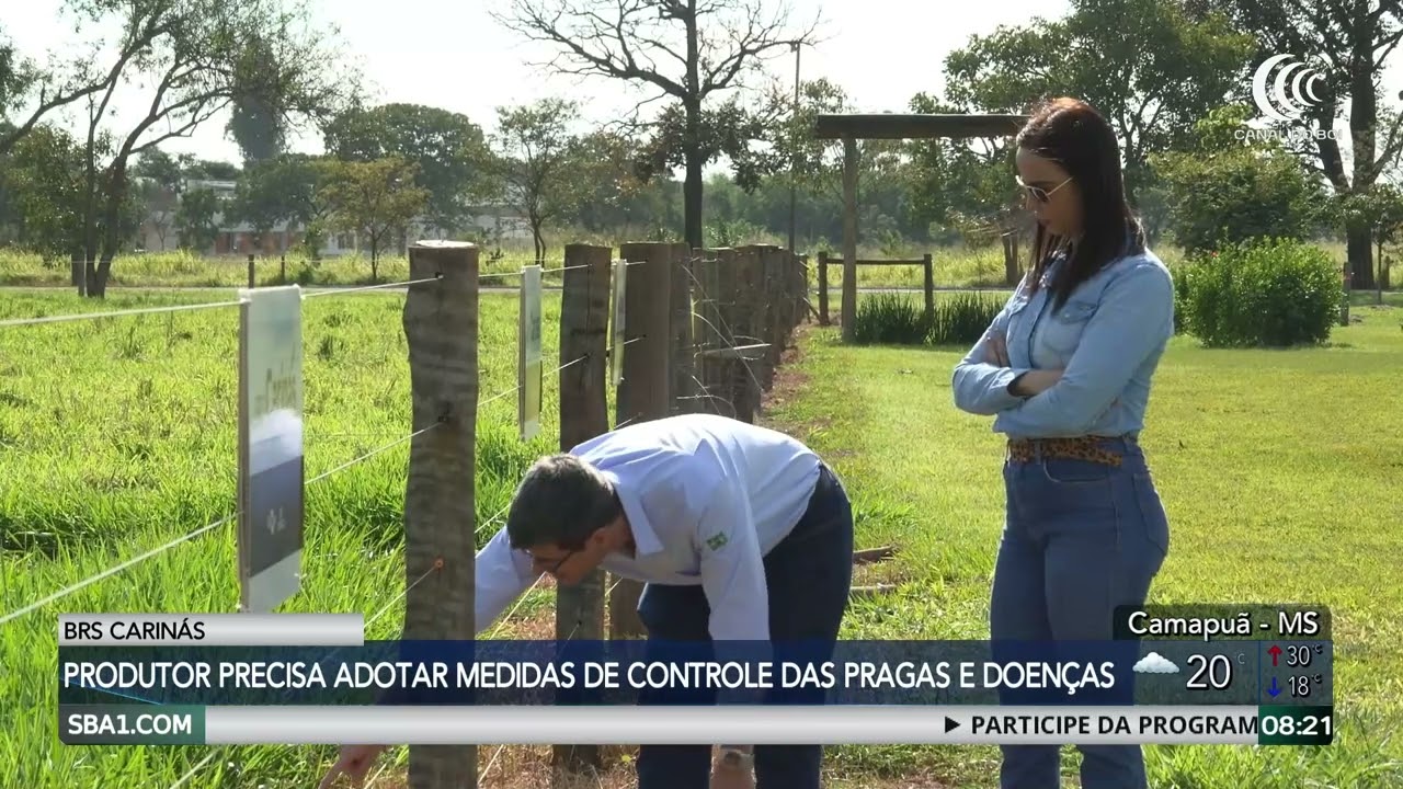 BRS Carinás: Produtor deve ficar atento ao controle de pragas e doenças