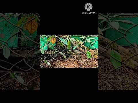 #padmaja #himalyan #zoological ##park#darjeeling #nature #beauty ##mountains 🐼🐒🦁🦊😍😘👌