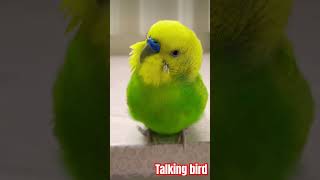 Download lagu কথা বলা বাজরিগার পাখি।#বাজরিগারপাখি #shortvideo #viral #viralshort #viralvideo #youtubeshorts #video mp3