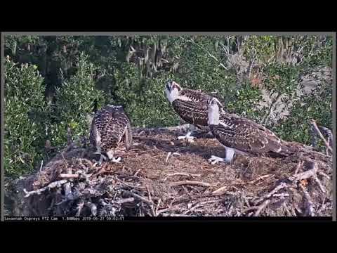 Savannah Osprey Cam ~ Fledge Of Little 3 Chick, June 21, 2019