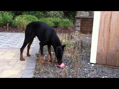 Brutus The Doberman @ 9 Months Old Eating Raw Beef