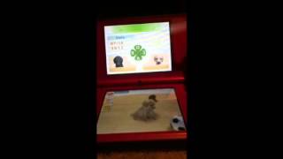 How To: Have A Puppy On Nintendogs