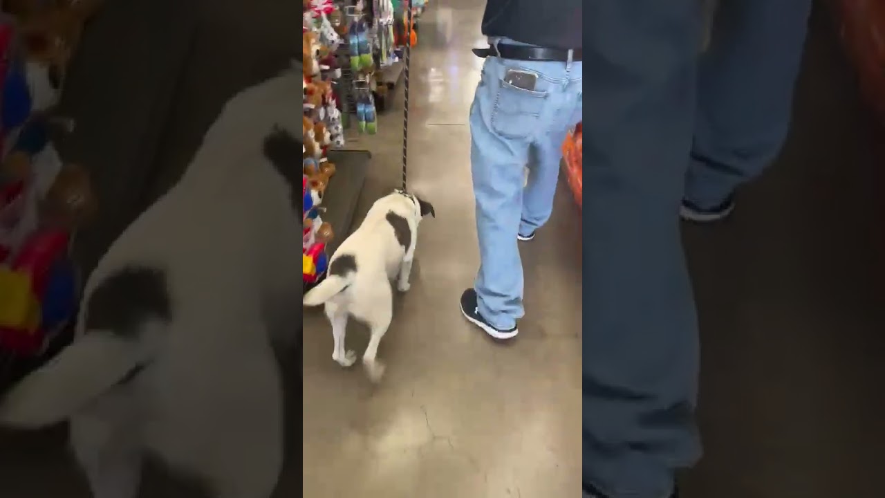 Enlarge Manchitas, a Adoptable mixed breed in Gig Harbor, WA video 5/5