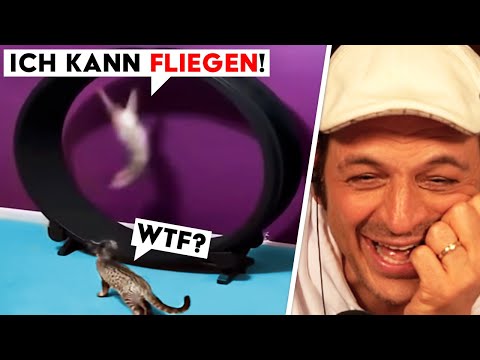 Don’t laugh “Flying Cats” Edition!