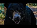1200 Pound Black Bear Consumes Cocaine And Goes On A Killing Spree