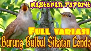 Download lagu Masteran Sikatan Londo Liar Masih Jadi Favorit Burung mp3