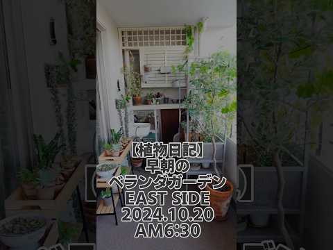 南向きのベランダ用の植物 鉢植えでブーゲンビリアを育てる 太陽がいっぱいのベランダの植物